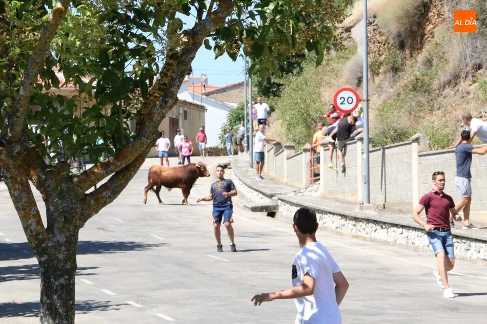 Foto 9 - Peligroso encierro de los novillos de Valrubio en Saucelle  