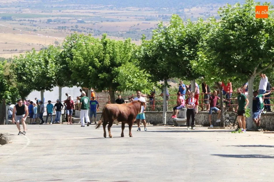 Foto 7 - Peligroso encierro de los novillos de Valrubio en Saucelle  