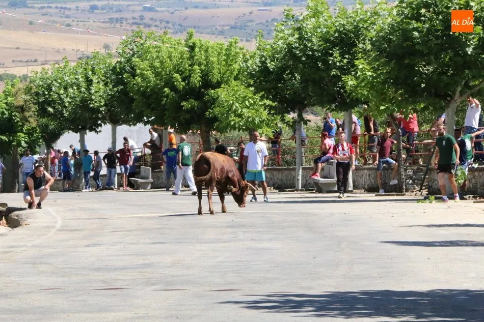Foto 6 - Peligroso encierro de los novillos de Valrubio en Saucelle  