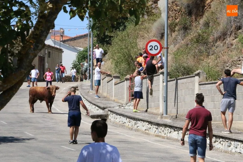 Foto 5 - Peligroso encierro de los novillos de Valrubio en Saucelle  