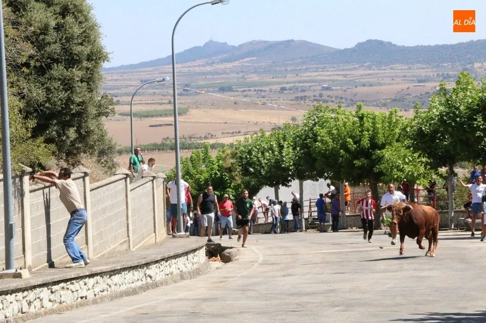 Foto 3 - Peligroso encierro de los novillos de Valrubio en Saucelle  