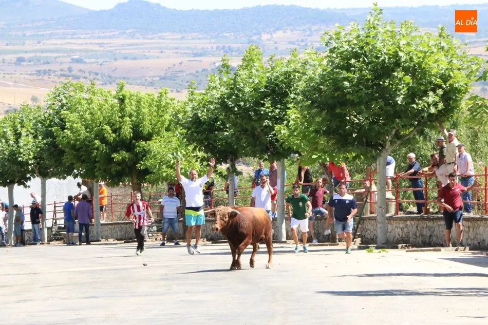 Foto 2 - Peligroso encierro de los novillos de Valrubio en Saucelle  