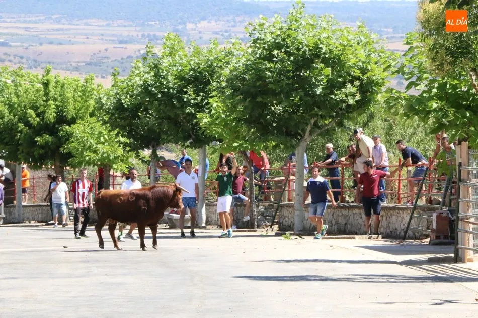 Peligroso encierro de los novillos de Valrubio en Saucelle  