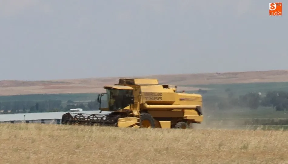 Cosechando en una parcela próxima a Salamanca. Foto: Alberto Martín