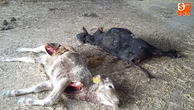 Ganado muerto en una explotación de las Arribes por los ataques del lobo