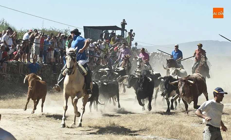 Llegada del encierro a la plaza | Fotos Adrián Martín