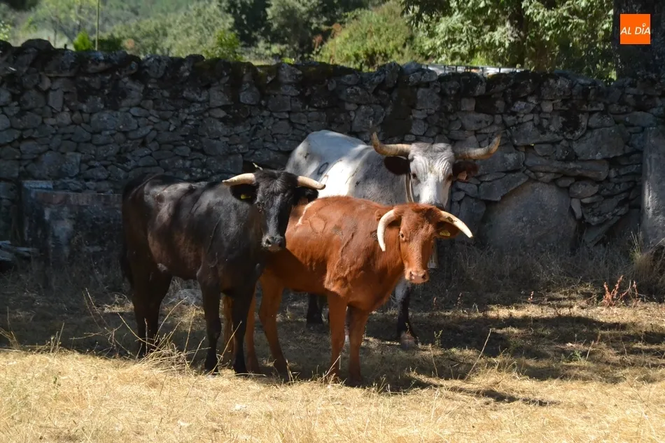 Foto 5 - Casillas disfruta de un encierro a caballo r&aacute;pido y agrupado  