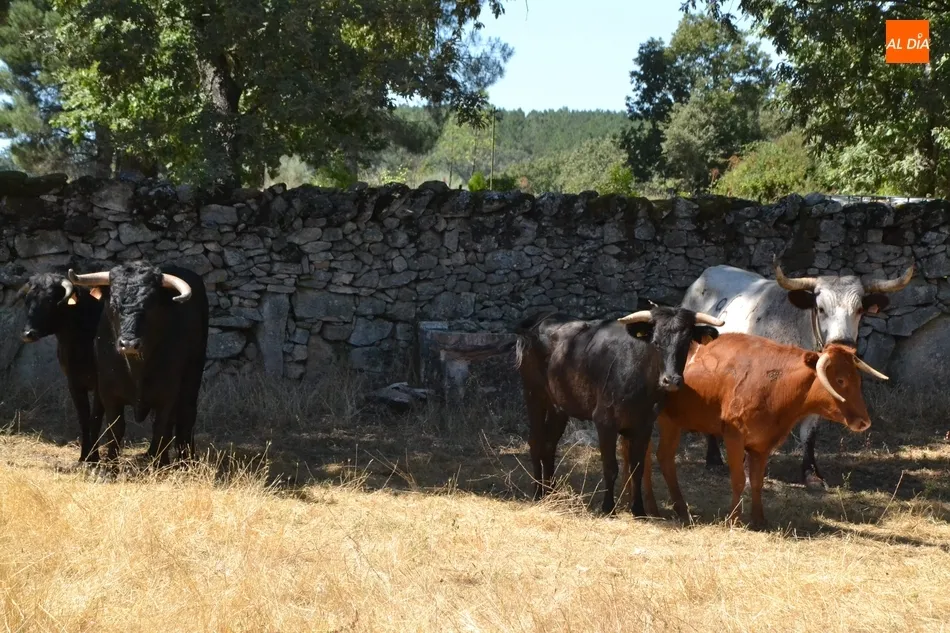 Foto 6 - Casillas disfruta de un encierro a caballo r&aacute;pido y agrupado  