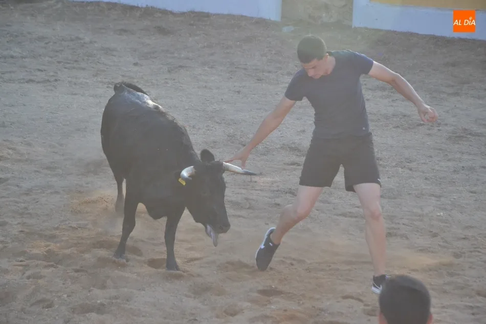 Foto 10 - Animada capea con buen juego de las vacas en la remozada plaza de Casillas de Flores  
