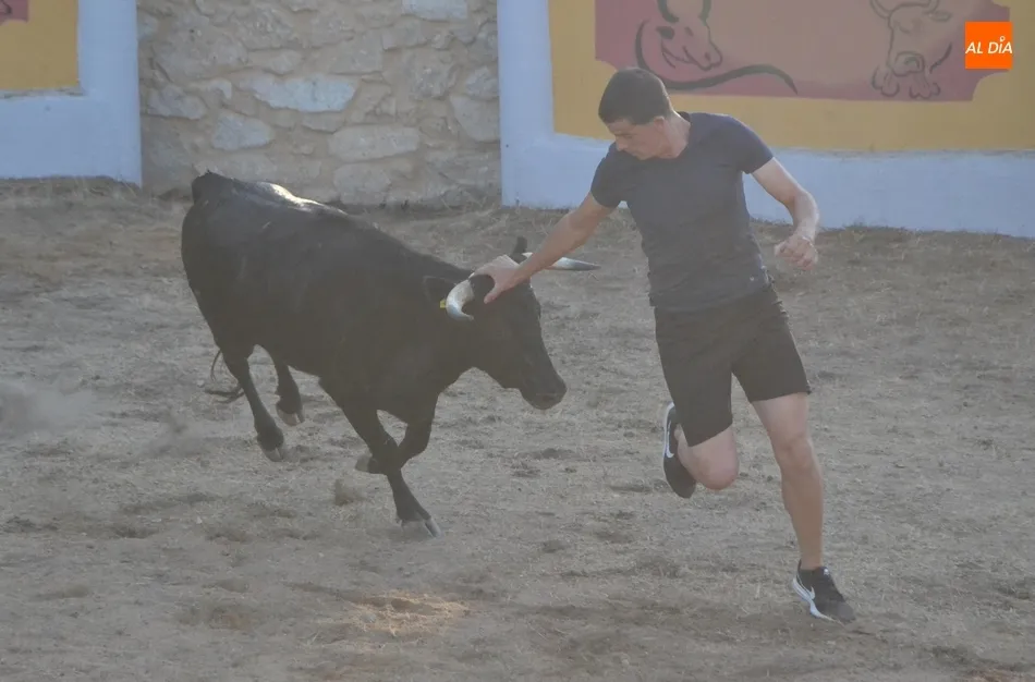 Foto 4 - Animada capea con buen juego de las vacas en la remozada plaza de Casillas de Flores  