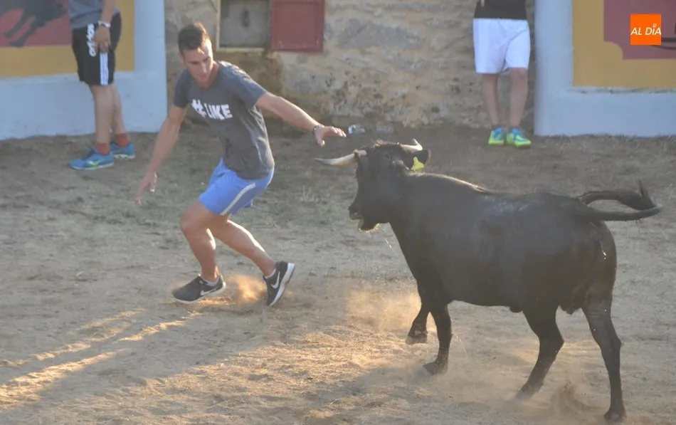 Foto 6 - Animada capea con buen juego de las vacas en la remozada plaza de Casillas de Flores  