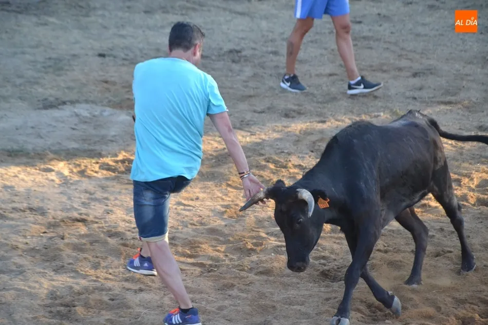 Foto 9 - Animada capea con buen juego de las vacas en la remozada plaza de Casillas de Flores  