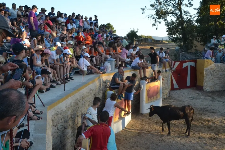 Foto 5 - Animada capea con buen juego de las vacas en la remozada plaza de Casillas de Flores  