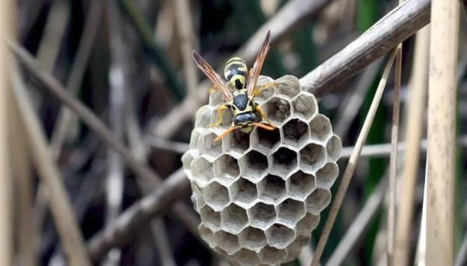 La aparición de los síntomas en una persona alérgica a la picadura por himenópteros (abejas y avispas) es muy rápida y la muerte se puede producir en los primeros 30 minutos