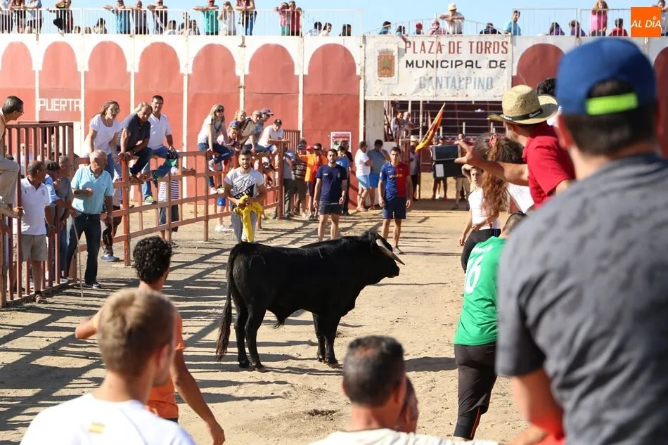 Los mozos rodean al novillo