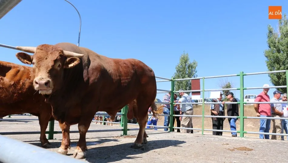 Ejemplar del mejor toro limusín de la feria