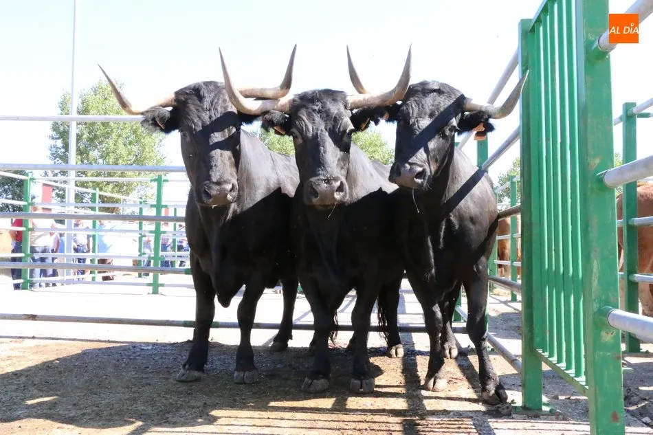 Foto 11 - M&aacute;s calidad que cantidad en la feria y concurso de ganado de Vitigudino  