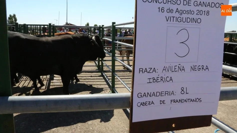Foto 10 - M&aacute;s calidad que cantidad en la feria y concurso de ganado de Vitigudino  