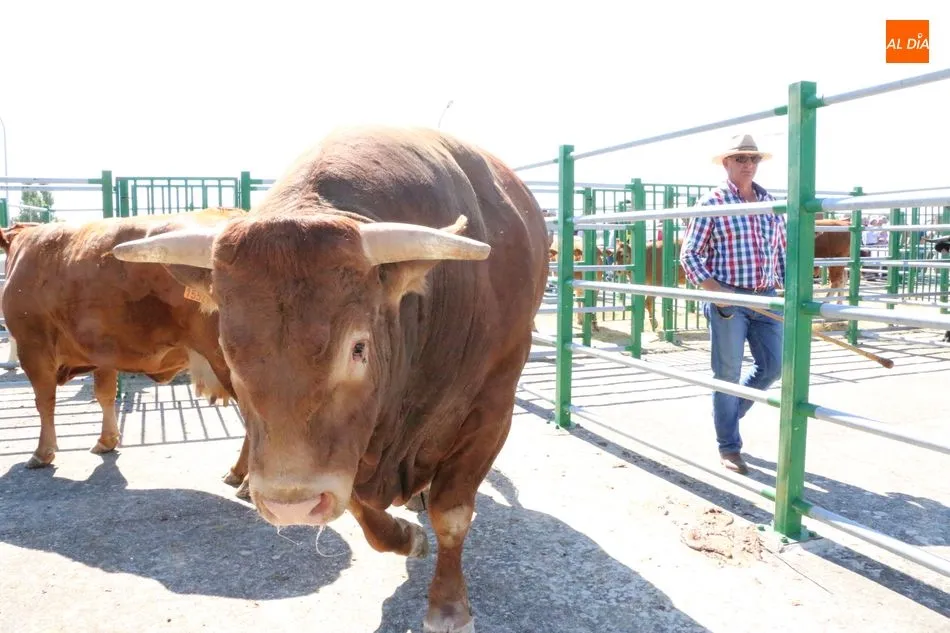 Foto 9 - M&aacute;s calidad que cantidad en la feria y concurso de ganado de Vitigudino  