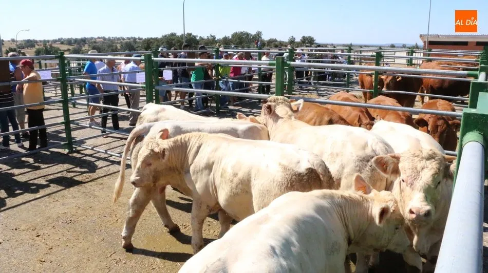 Foto 8 - M&aacute;s calidad que cantidad en la feria y concurso de ganado de Vitigudino  