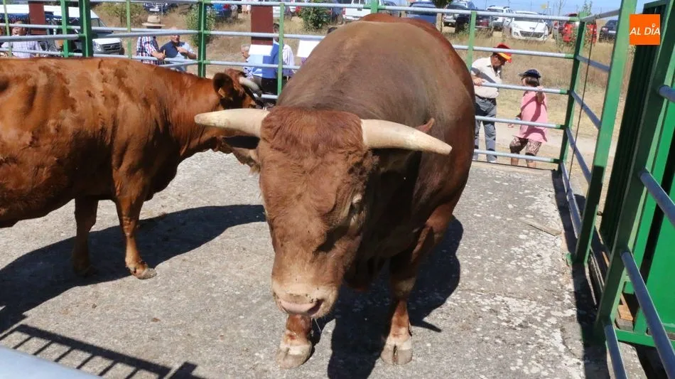 Foto 7 - M&aacute;s calidad que cantidad en la feria y concurso de ganado de Vitigudino  