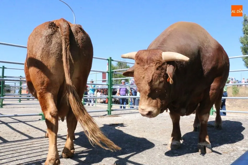 Foto 6 - M&aacute;s calidad que cantidad en la feria y concurso de ganado de Vitigudino  