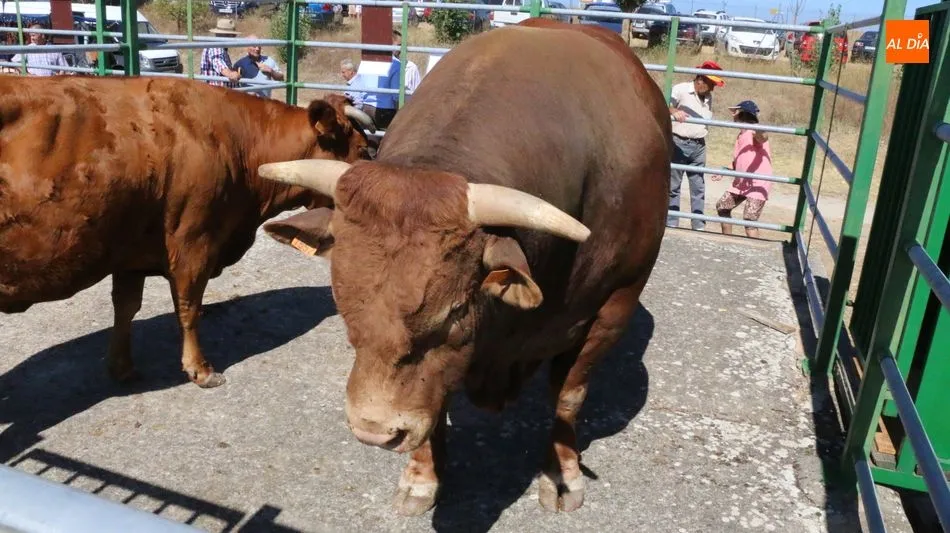 Foto 5 - M&aacute;s calidad que cantidad en la feria y concurso de ganado de Vitigudino  