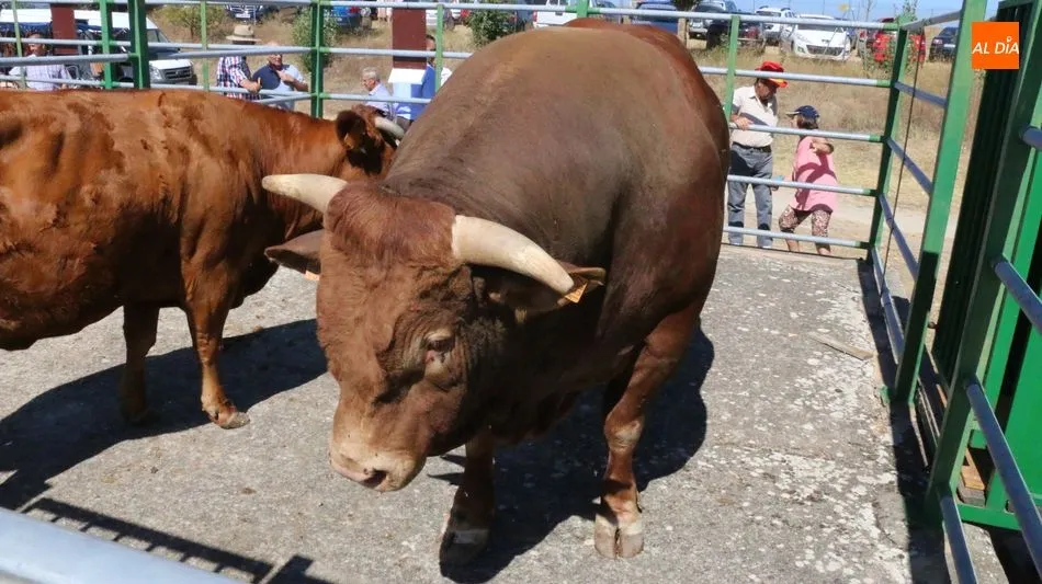 Foto 4 - M&aacute;s calidad que cantidad en la feria y concurso de ganado de Vitigudino  