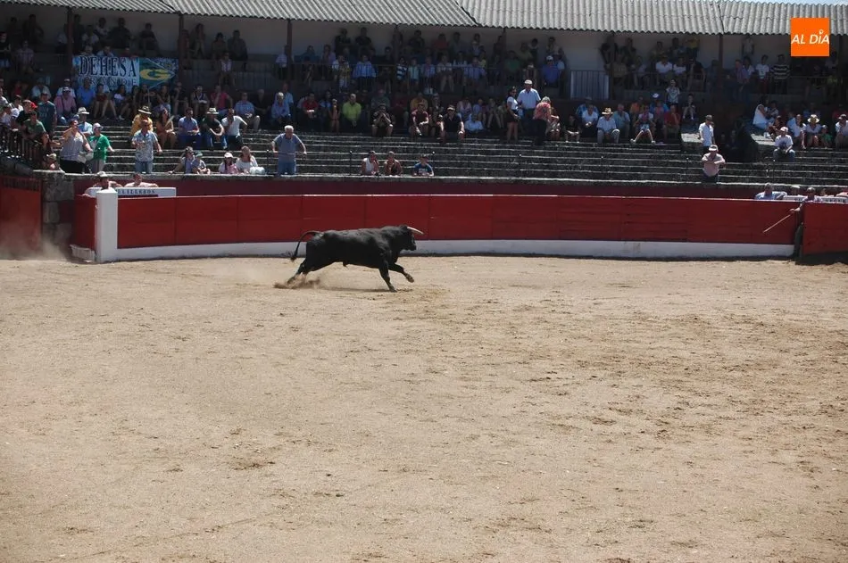 Foto 10 - Gran expectaci&oacute;n en el desenjaule de la corrida de Padilla, Castella y Lean Vicens en Vitigudino  