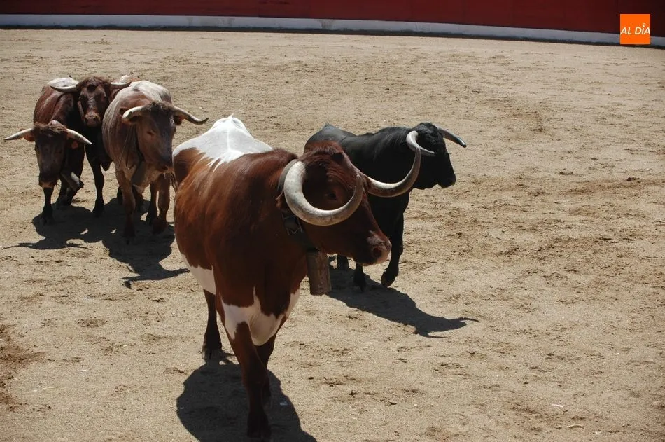 Foto 9 - Gran expectaci&oacute;n en el desenjaule de la corrida de Padilla, Castella y Lean Vicens en Vitigudino  