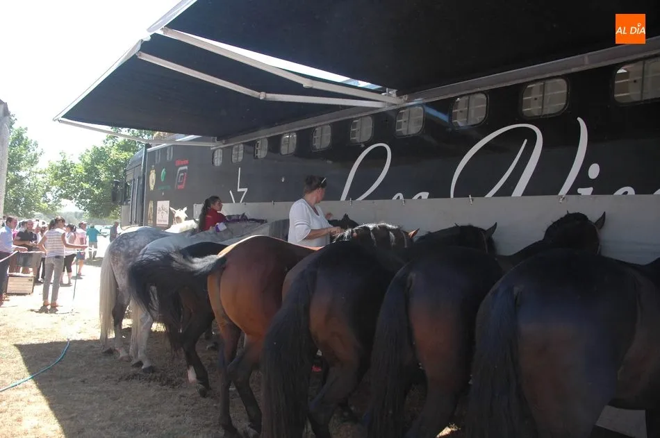 Foto 8 - Gran expectaci&oacute;n en el desenjaule de la corrida de Padilla, Castella y Lean Vicens en Vitigudino  