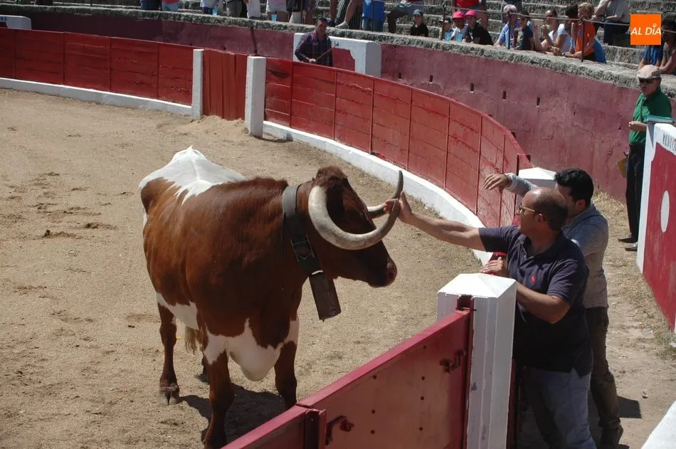 Foto 6 - Gran expectaci&oacute;n en el desenjaule de la corrida de Padilla, Castella y Lean Vicens en Vitigudino  