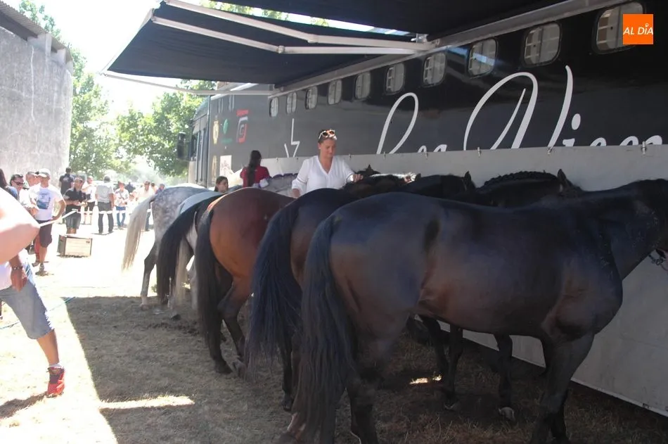 Foto 3 - Gran expectaci&oacute;n en el desenjaule de la corrida de Padilla, Castella y Lean Vicens en Vitigudino  