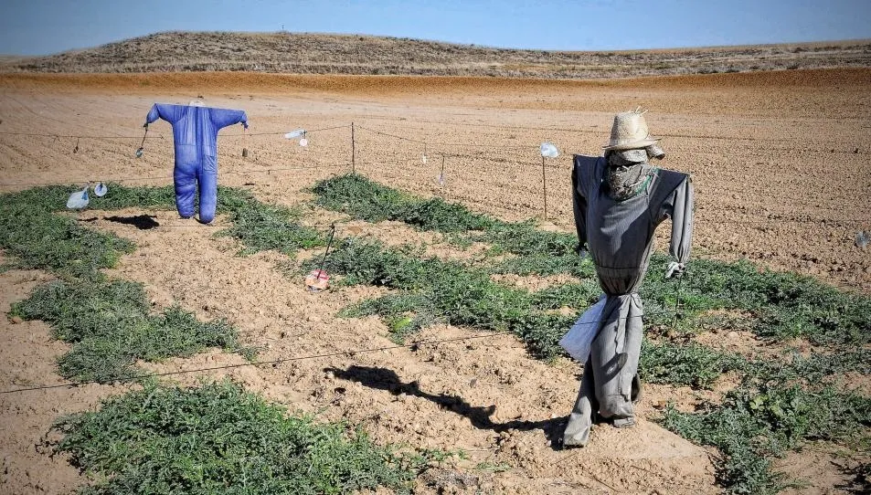 Esperando a las aves