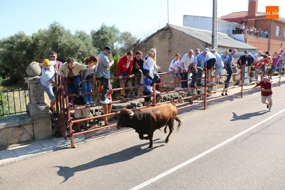 Foto 11 - Bonito encierro en Villarino con novillos de Ignacio L&oacute;pez-Chaves