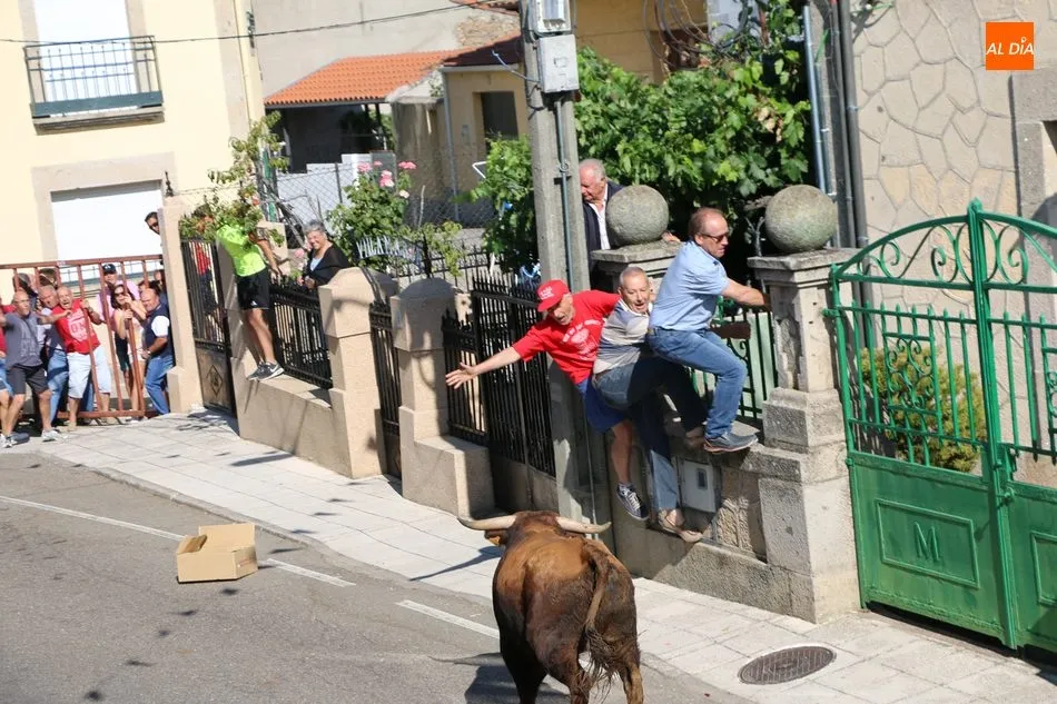 Foto 10 - Bonito encierro en Villarino con novillos de Ignacio L&oacute;pez-Chaves