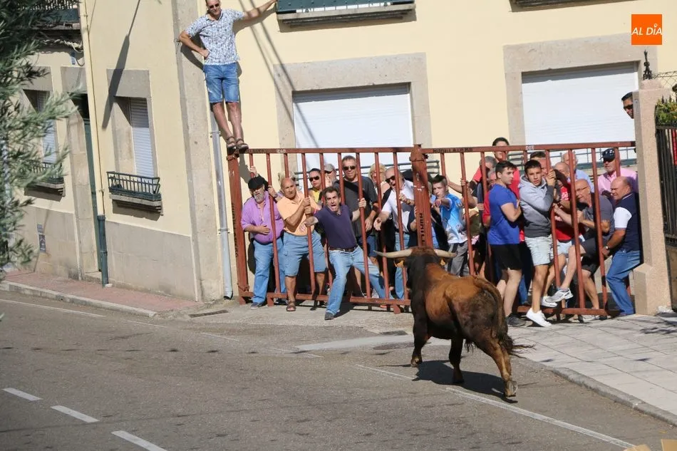 Foto 9 - Bonito encierro en Villarino con novillos de Ignacio L&oacute;pez-Chaves