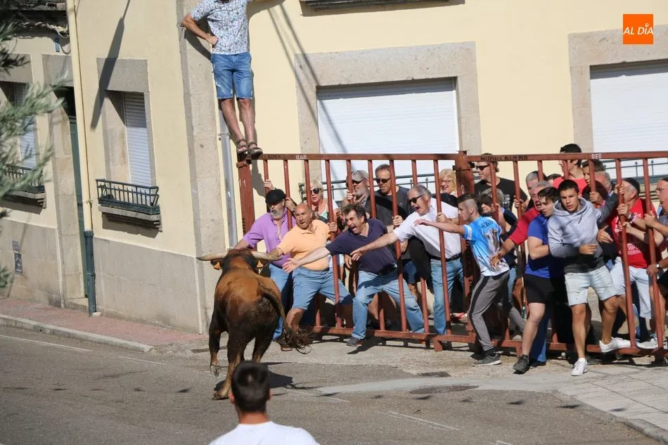 Foto 8 - Bonito encierro en Villarino con novillos de Ignacio L&oacute;pez-Chaves
