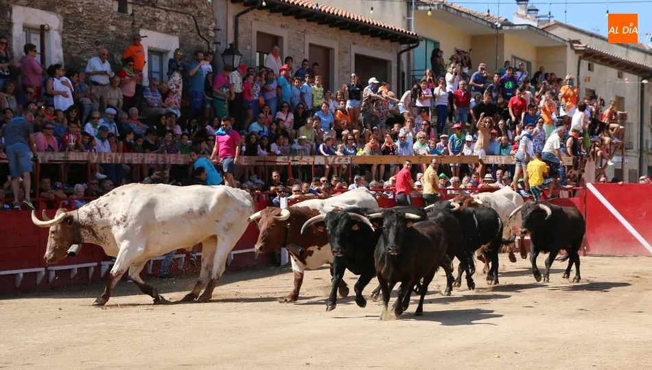 El encierro de Valrubio discurrió sin incidentes y con la manda totalmante agrupada hasta entrar en la plaza / CORRAL