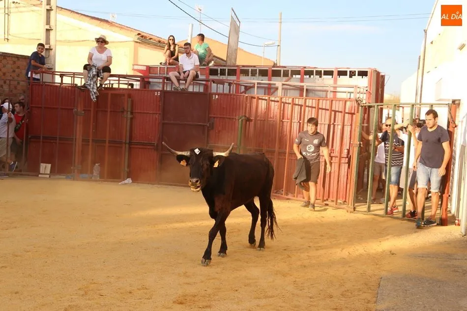 Foto 8 - Pasi&oacute;n Taurina Babilafuente celebra con &eacute;xito su segundo Toro de Caj&oacute;n