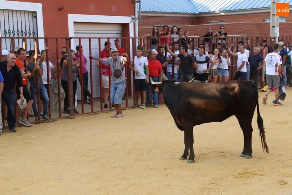 Foto 7 - Pasi&oacute;n Taurina Babilafuente celebra con &eacute;xito su segundo Toro de Caj&oacute;n