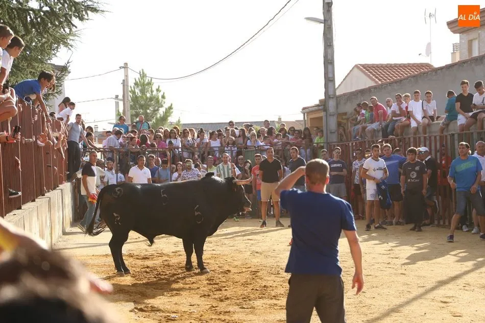 Foto 5 - Pasi&oacute;n Taurina Babilafuente celebra con &eacute;xito su segundo Toro de Caj&oacute;n