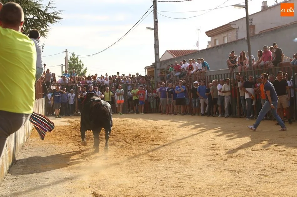 Foto 4 - Pasi&oacute;n Taurina Babilafuente celebra con &eacute;xito su segundo Toro de Caj&oacute;n
