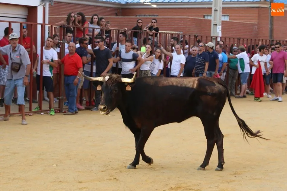 Foto 2 - Pasi&oacute;n Taurina Babilafuente celebra con &eacute;xito su segundo Toro de Caj&oacute;n