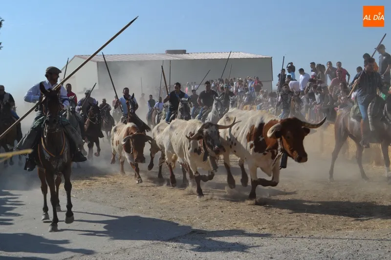 Foto 11 - R&aacute;pido, peligroso y vibrante XVIII Encierro a Caballo de Macotera&nbsp;