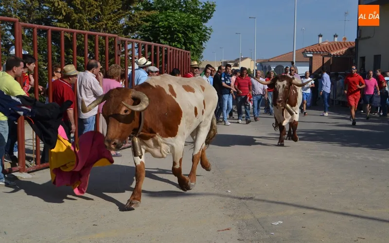 Foto 5 - R&aacute;pido, peligroso y vibrante XVIII Encierro a Caballo de Macotera&nbsp;