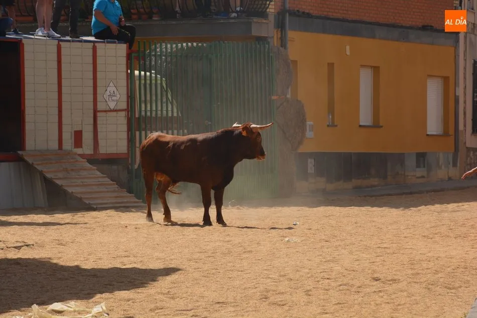 Foto 10 - El encierro urbano pone el broche final a las fiestas de Calzada de Valdunciel  