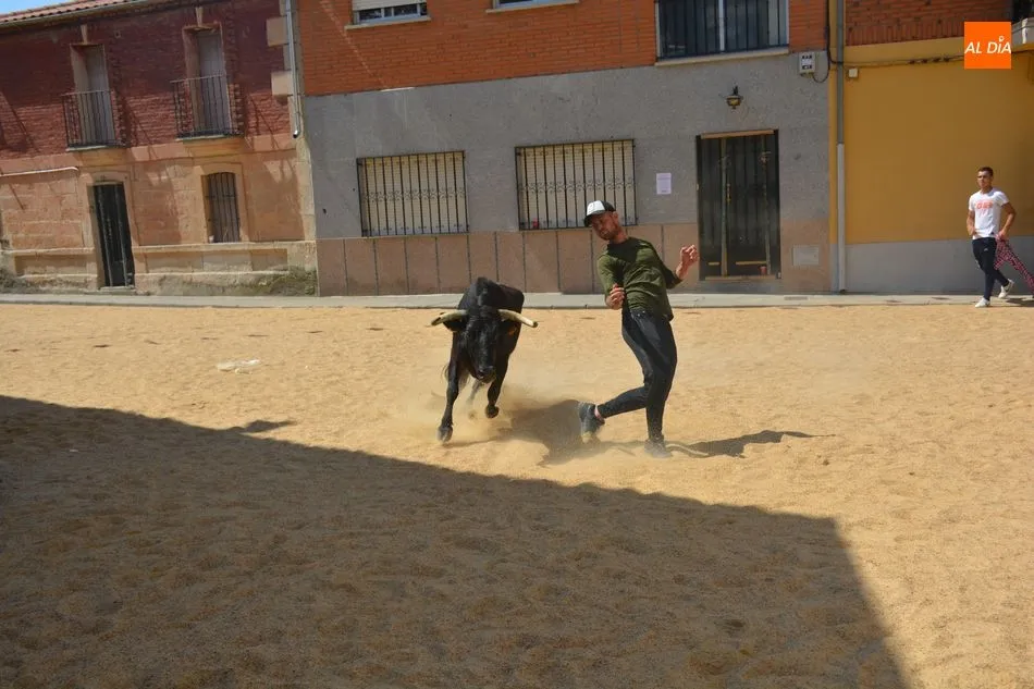 Foto 9 - El encierro urbano pone el broche final a las fiestas de Calzada de Valdunciel  