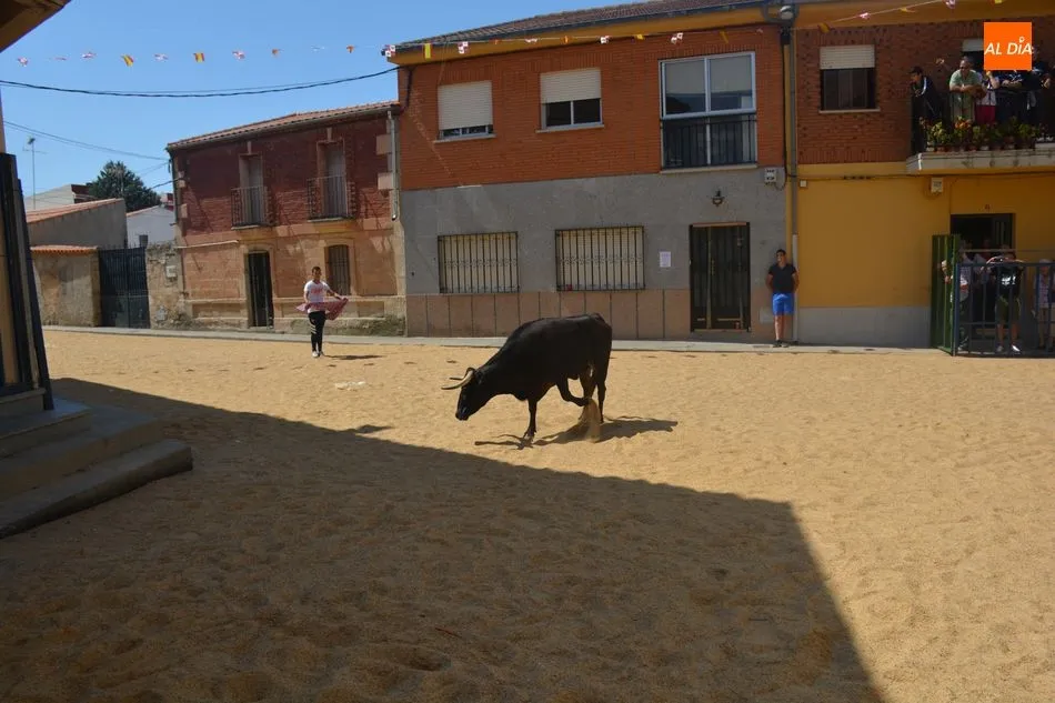 Foto 8 - El encierro urbano pone el broche final a las fiestas de Calzada de Valdunciel  