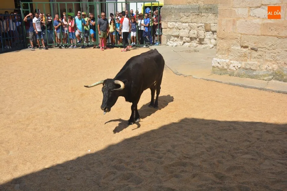 Foto 4 - El encierro urbano pone el broche final a las fiestas de Calzada de Valdunciel  